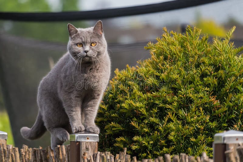 British short hair cat standing on garden fence