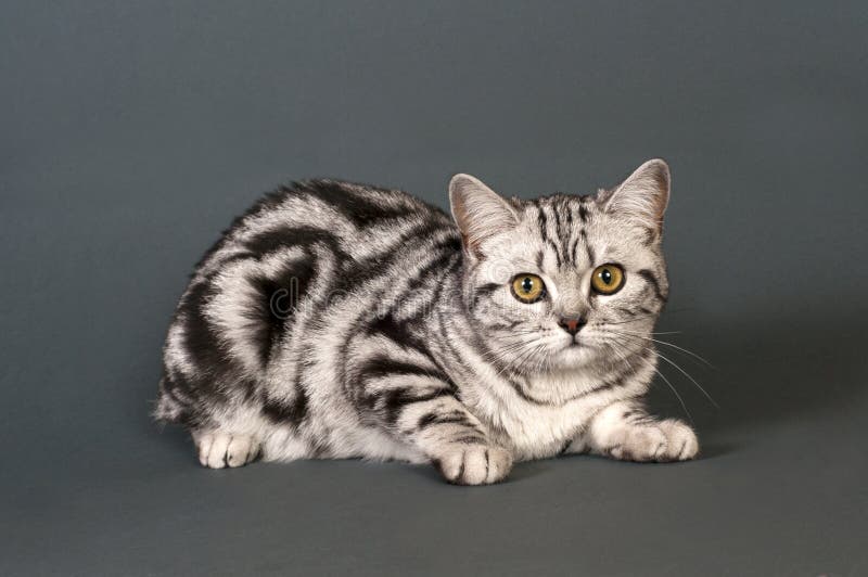 British short-haired cat royalty free stock image British short-haired cat royalty free stock image