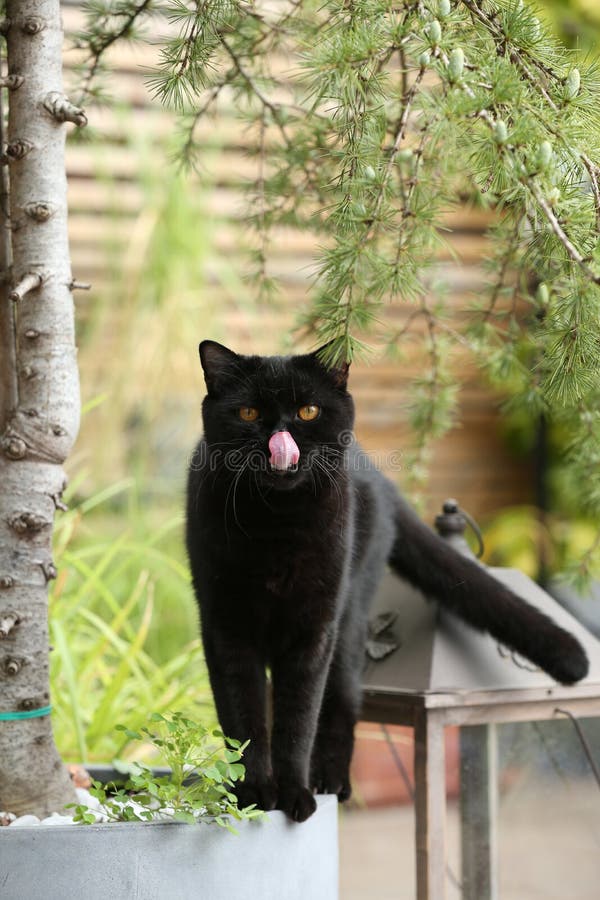 British Shorthair Black Cat in the Garden Stock Image - Image of color