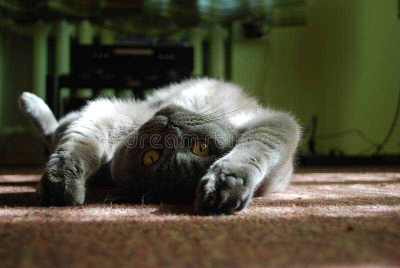 British shorthair blue cat. British Shorthair is the pedigreed version of the traditional British domestic cat, with a distinctively chunky body, plush coat and royalty free stock photos British shorthair blue cat. British Shorthair is the pedigreed version of the traditional British domestic cat, with a distinctively chunky body, plush coat and royalty free stock photos