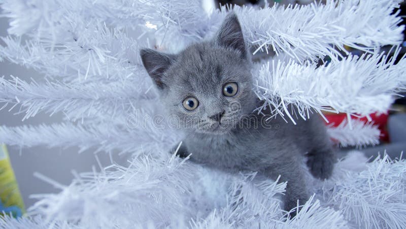 Small kitten up in a Christmas tree