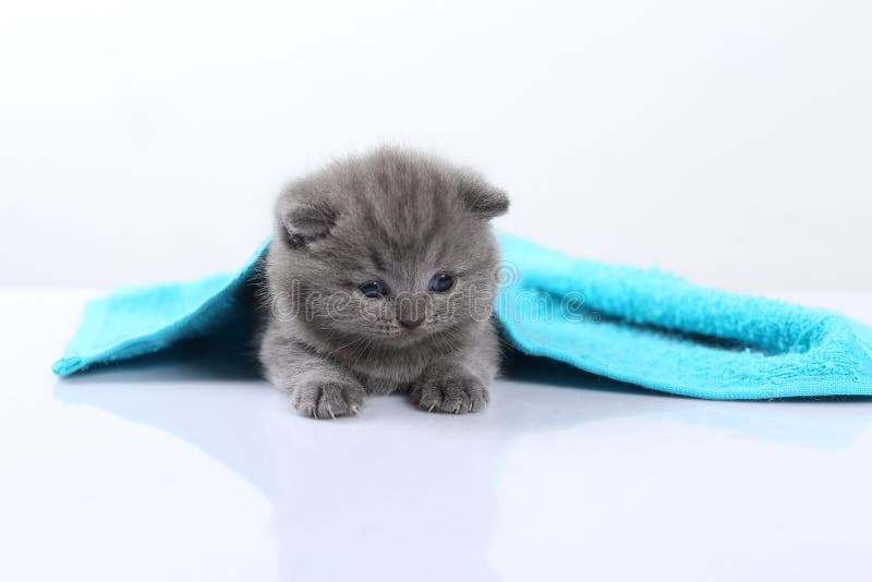 British Shorthair blue kittens covered in a blue towel stock images British Shorthair blue kittens covered in a blue towel stock images