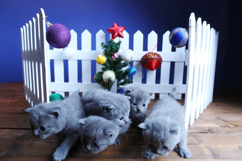 Small kittens and Christmas decorations