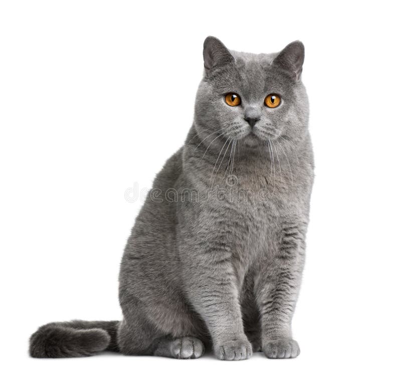 British shorthair cat, 12 months old