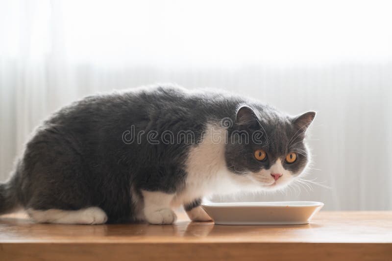 British Shorthair Cat is Eating Stock Image Image of british, cute