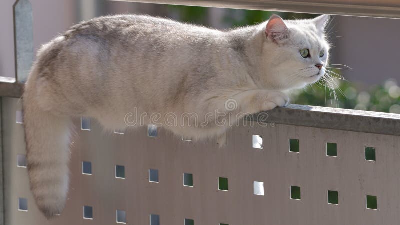 British shorthair cat in the foreground on the balcony looking around