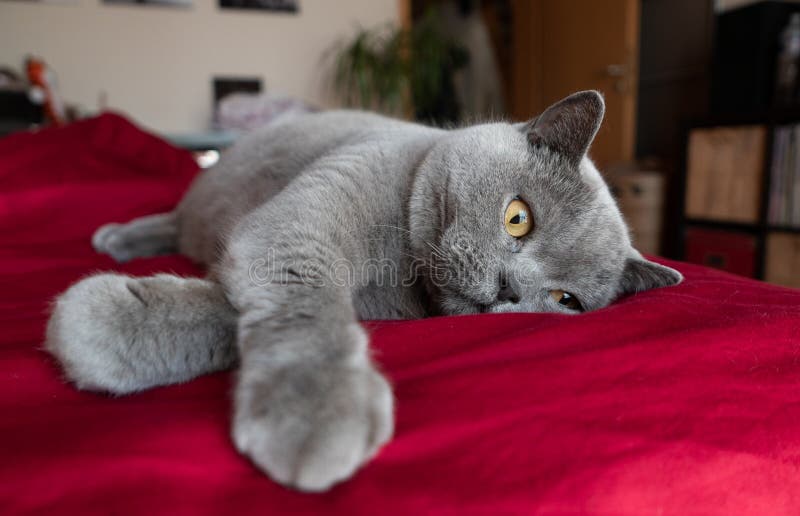 British Shorthair Cat Laying in Bed Stock Photo Image of animal, soft
