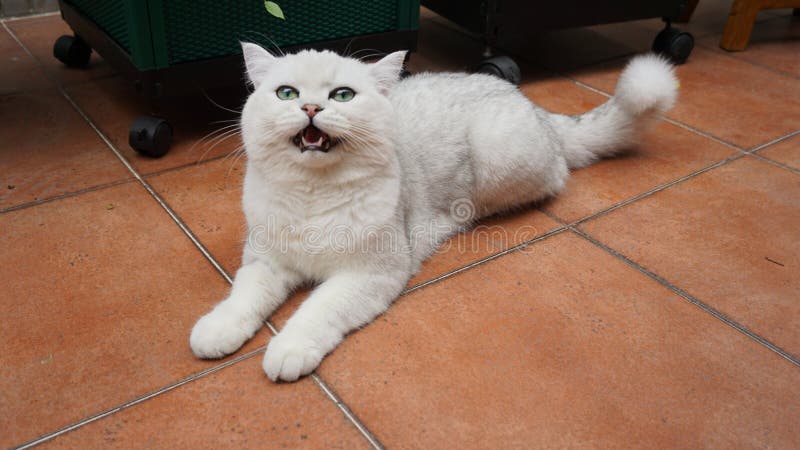 British shorthair cat looking at something. It is my lovely british shorthair who is one year old when I took the photo stock photography British shorthair cat looking at something. It is my lovely british shorthair who is one year old when I took the photo stock photography