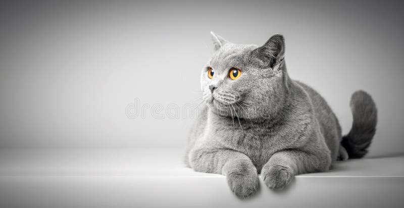 British Shorthair cat lying on white table. Copy-space