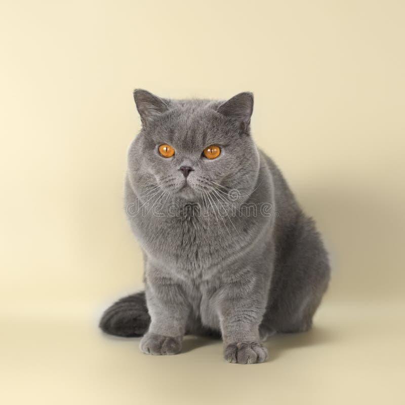 British Cat Male of the Blue Grey Color on Studio Background Stock - Image of fluffy: 226426789