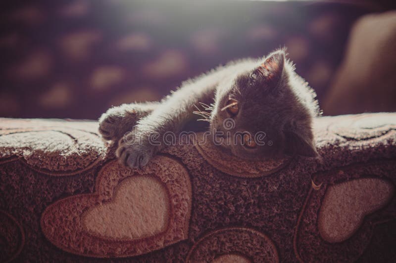 British shorthair cat with orange eyes lying on the bed at home.