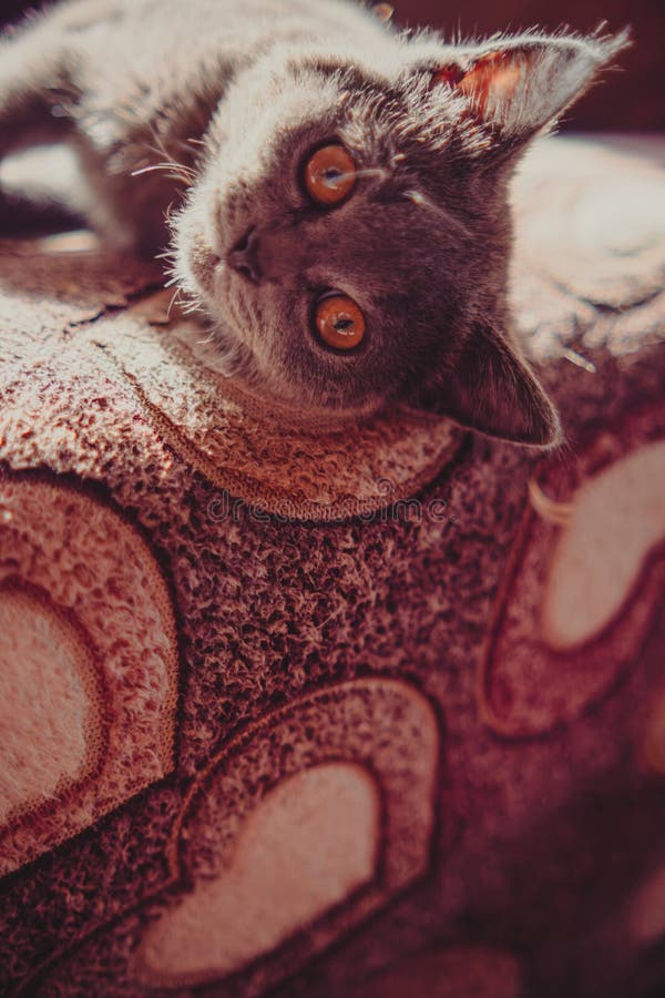 British shorthair cat with orange eyes lying on the bed at home.