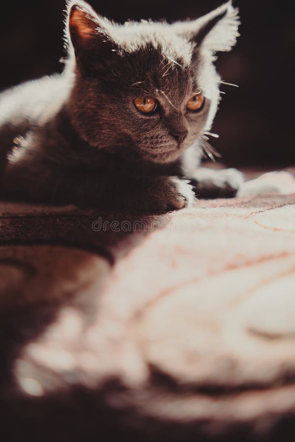 British shorthair cat with orange eyes lying on the bed at home.