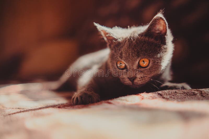 British shorthair cat with orange eyes lying on the bed at home.