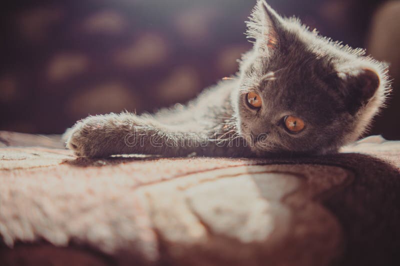 British shorthair cat with orange eyes lying on the bed at home.