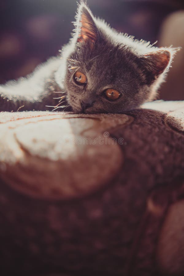 British shorthair cat with orange eyes lying on the bed at home.