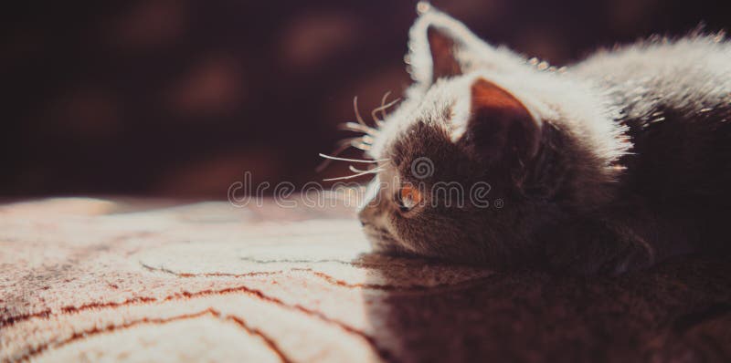 British shorthair cat with orange eyes lying on the bed at home.