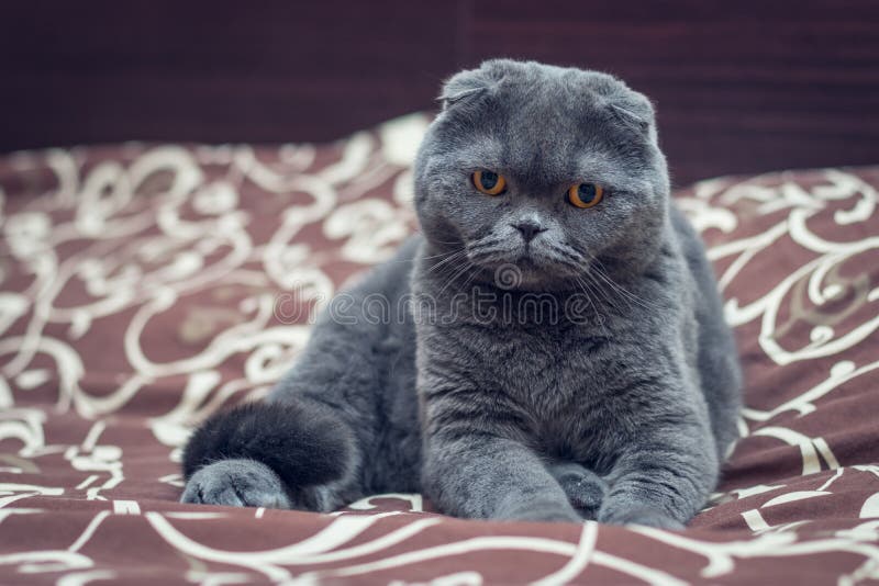 British Shorthair Cat is Sit on the Bed Stock Photo Image of design