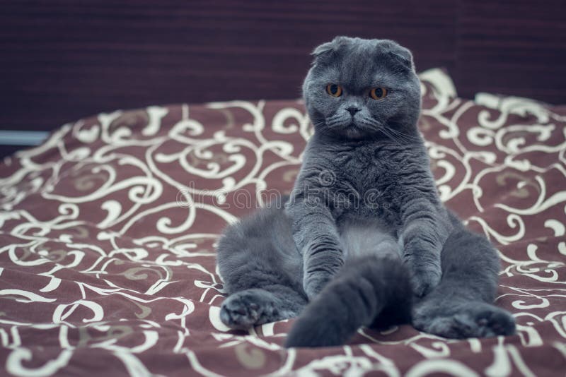 British Shorthair Cat is Sit on the Bed Stock Image Image of