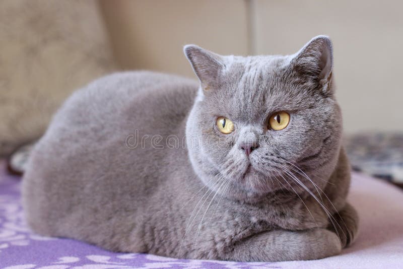 British Shorthair Cat Sits on a Bed and Looks Around Stock Image