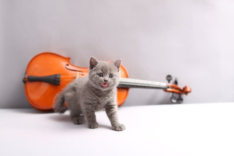 British Shorthair Cat and a Violin Stock Image Image of gray, felines 92038095