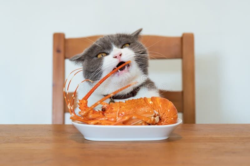 Can Cats Have Lobster 