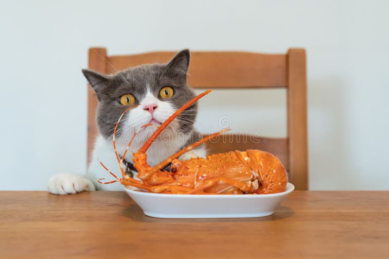 Can Cats Eat Lobster?  