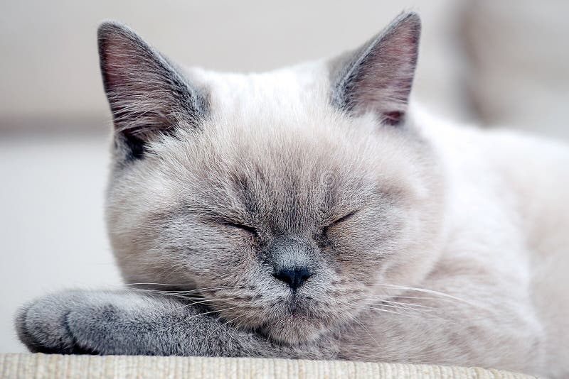 British Shorthair Colorpoint Cat Stock Image Image Of Adorable Looking British Shorthair Colorpoint Cat Stock Image Image Of Adorable Looking
