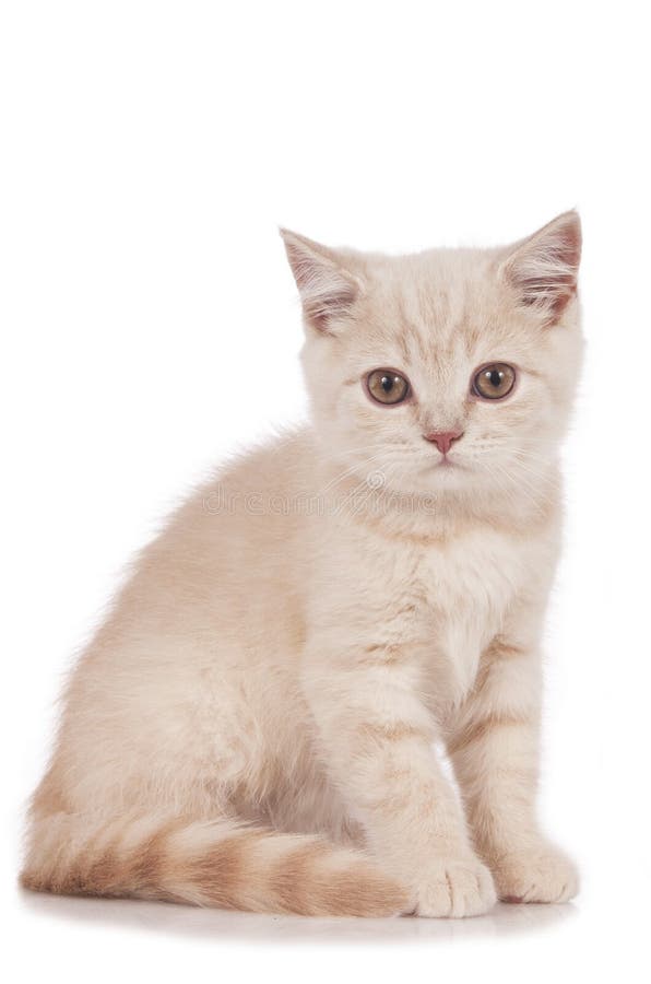 cream tabby british shorthair