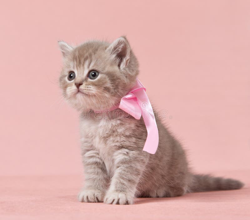 British shorthair kitten stock photo. Image of beige 22448778
