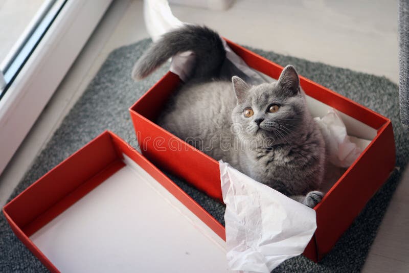 British Shorthair kitten in a box