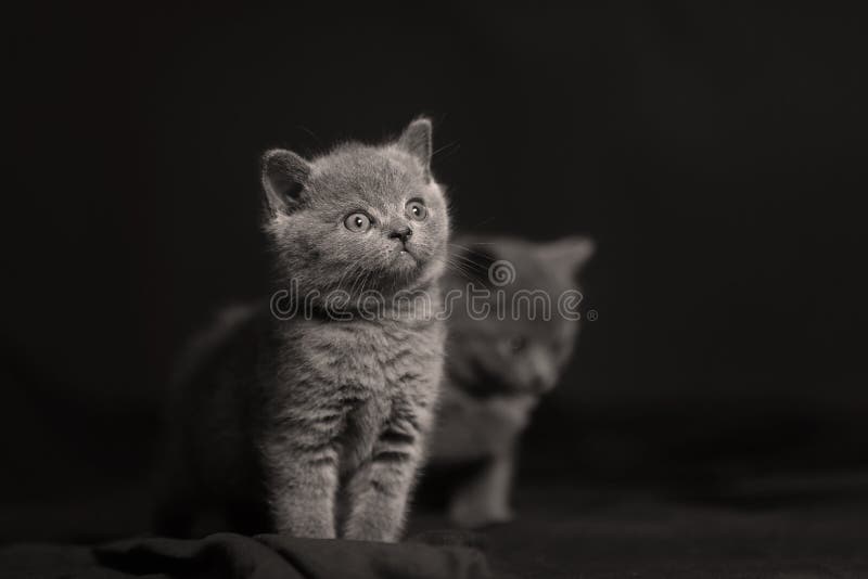 Cute kitten isolated portrait, black backgrouns