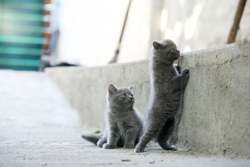 British Shorthair kittens playing in the yard, curious