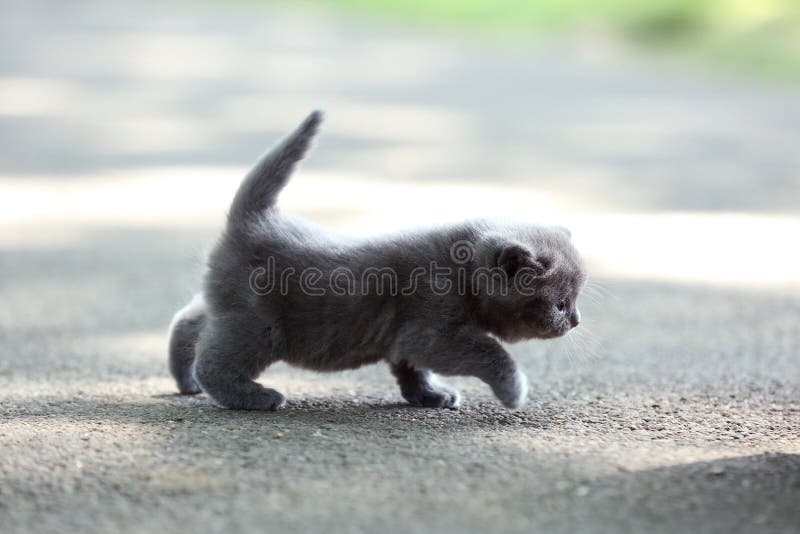 British Shorthair kitten walking in the yard