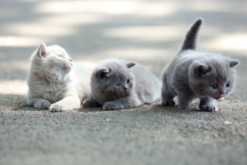 British Shorthair kittens walking in the yard as team