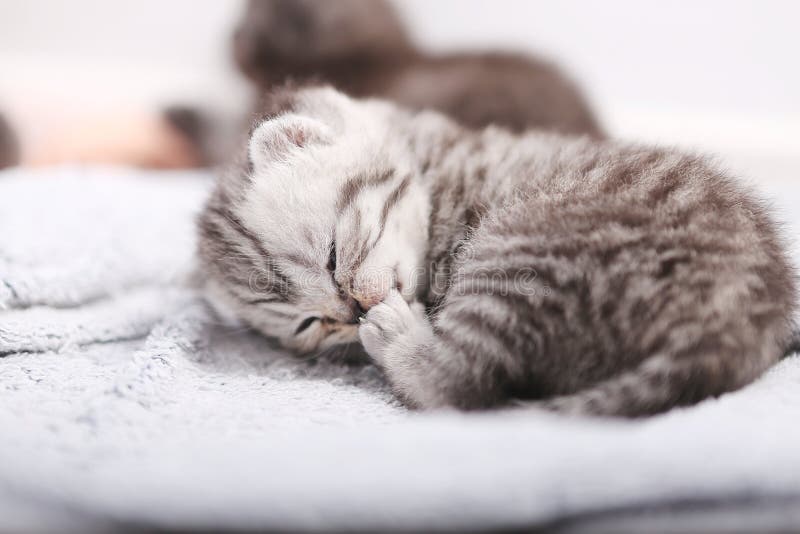 British Shorthair New Born Kitten, First Day of Life Stock Image ...