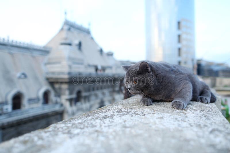 British Shorthair puss