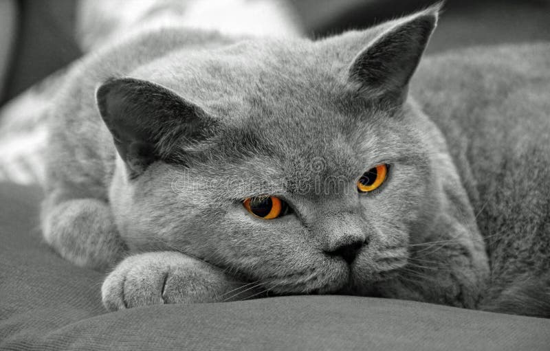 British shorthair striking a pose