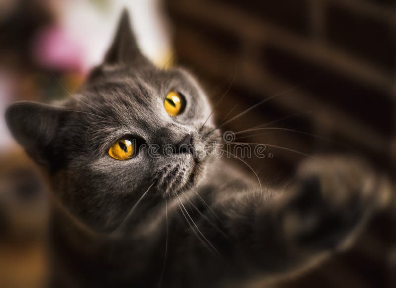 British shorthair stock image British shorthair stock image
