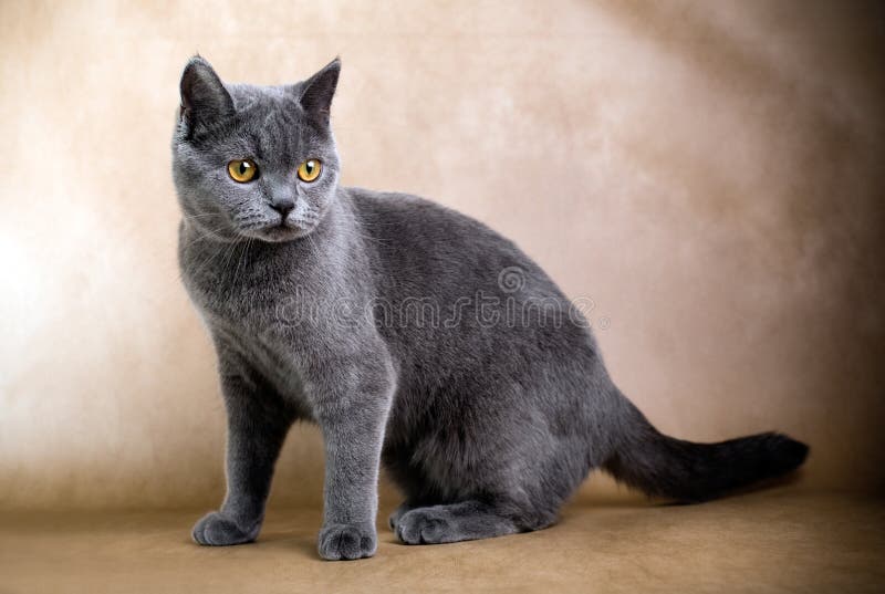 British Shorthaired Cat