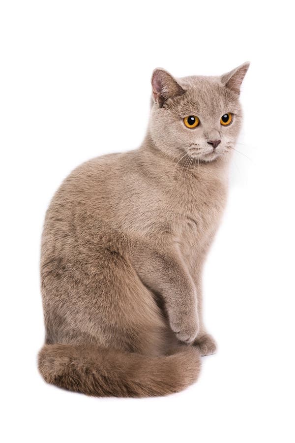 British Shorthaired Cat