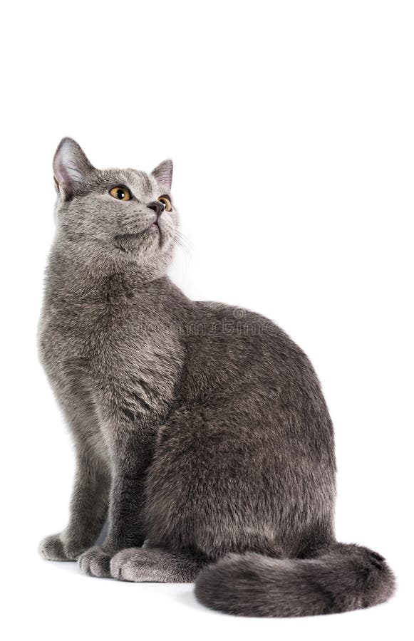 British Shorthaired Cat