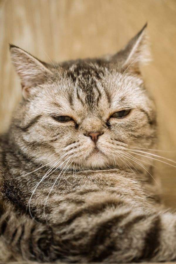 brown tabby british shorthair brown tabby british shorthair