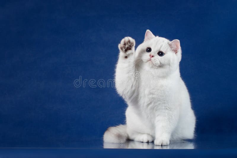 British white shorthair playful cat with magic Blue eyes put his paw up, like saying Hello. Britain kitten sitting on