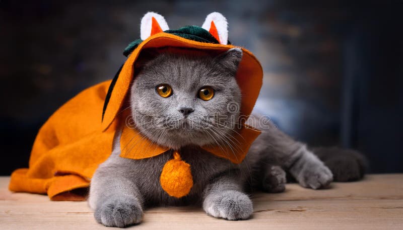 Britisk shorthair-katt med en rolig kostym. vektor illustrationer