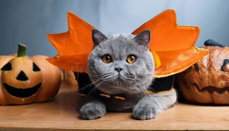 Britisk shorthair-katt med en rolig kostym. stock illustrationer