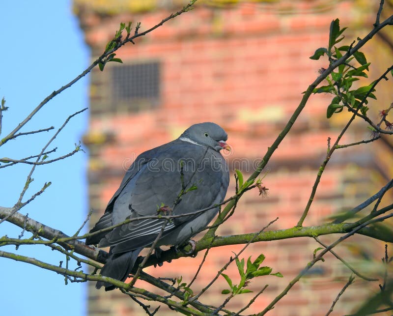 Britse houtduif perching perch tree tak chimney country rural bird duiven