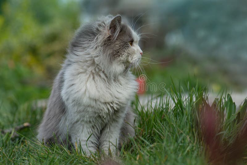 Britse kitten in gekleurde bloemen op natuur. keuken in de tuin. schattig exotische kattenportret stock fotografie Britse kitten in gekleurde bloemen op natuur. keuken in de tuin. schattig exotische kattenportret stock fotografie