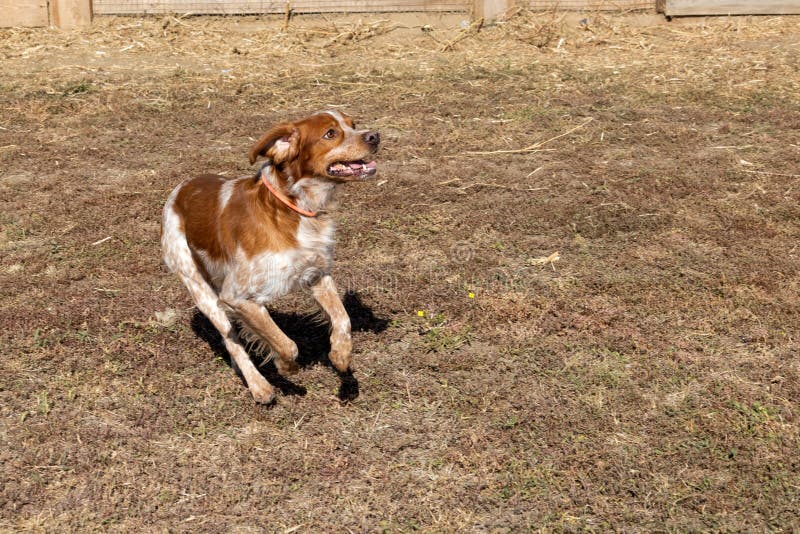 Brittany Epanel Breton portrait of dog in orange and white french posing with tongue hanging out and resting, running, lying in royalty free stock photography