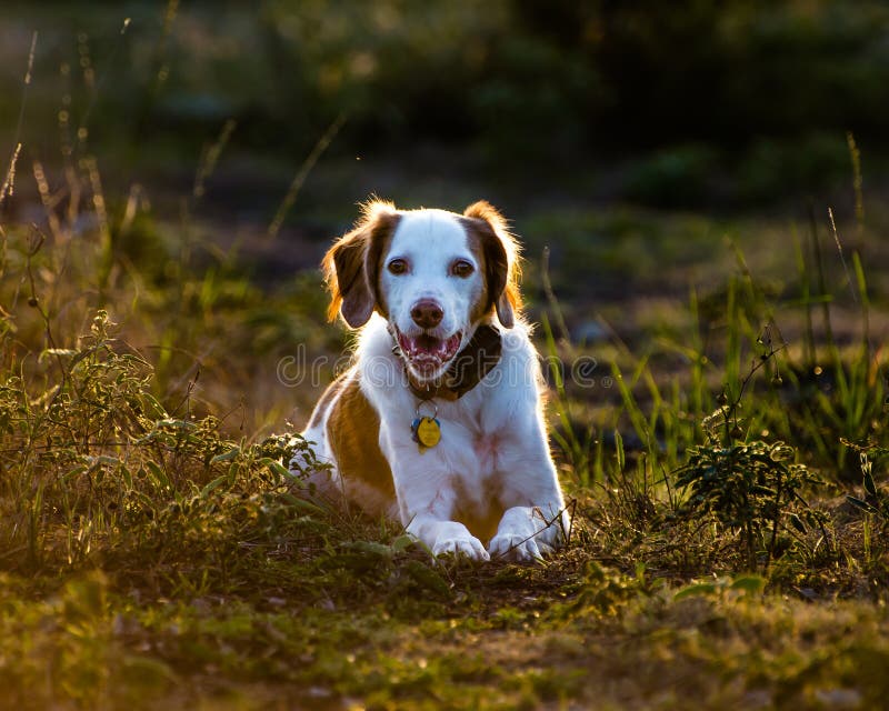 Brittany spaniel in field stock image. Image of training - 16002879